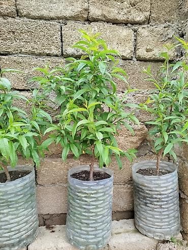 Şaftalı tingləri – qabda yetişdirilmiş - Növ: şaftalı (Prunus