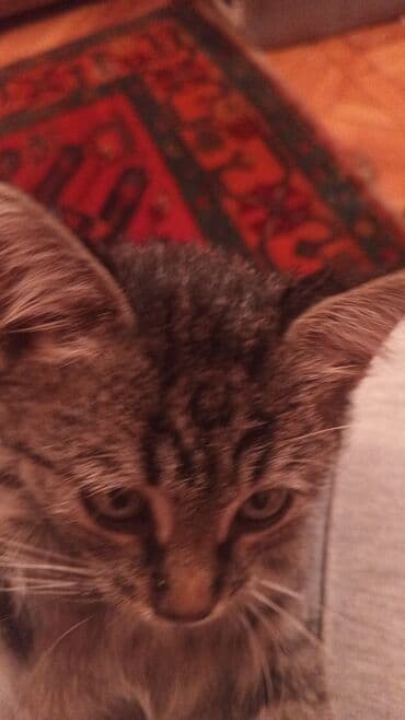 erkek pişik adları: Tabbi, Erkək, Yaxşı əllərə, Ünvandan götürmə — 8