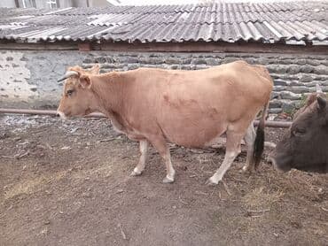 pişiklər üçün bit dərmanı: Salam alekum.inek satilir. inwaAllah mart ayinda dogacaq. sekkizinci — 2