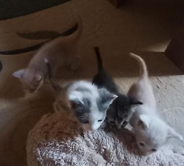 pisiklerin cutlesme vaxti: Erkək, Dişi, Yaxşı əllərə, Ünvandan götürmə, Pulsuz çatdırılma, Ödənişli çatdırılma — 4