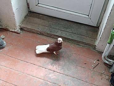 feniks quşu: Babayevisqi ağ baş ağ quruğ erkeydi 16_17 tük qiymət sondu ünvan — 1