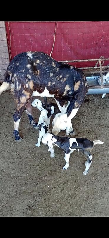 seki heyvan: Nümunəvi süd və çoxbalalılıq potensialı olan keçi və bala dəsti - — 3