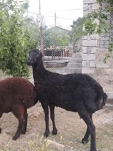 bala qoyun: Dişi, il: 1, Damazlıq, Ünvandan götürmə — 6