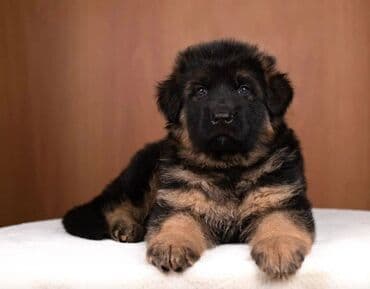 alman ovcarka balaları: Alman çoban iti, 2 ay, Erkek, Sənədli, Pulsuz çatdırılma — 8