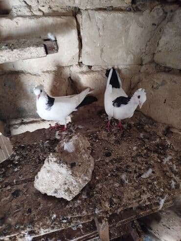 пудель в добрые руки: Şəkillərdə müxtəlif rənglərdə və bəzi fərqli xüsusiyyətlərə malik — 12