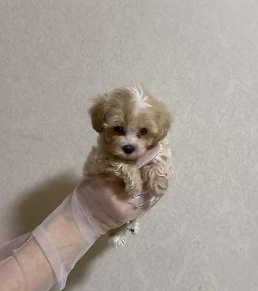 ит мурун: 3 месяца, Самка, С прививками, Самовывоз — 3