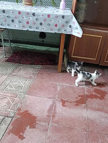 ucuz pisik: Yaxşı əllərə — 1