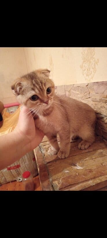 Digər heyvanlar: Şotland yastı qulaq, Erkək, Yaxşı əllərə, Ödənişli çatdırılma — 4