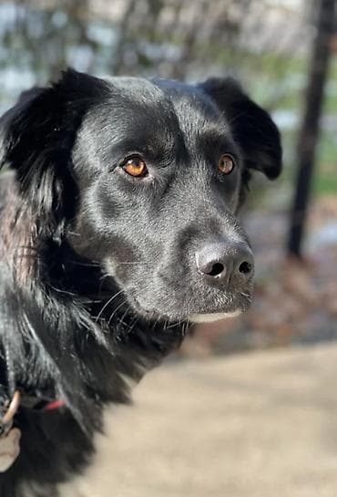 toyuq satilir: Labrador-retriver, 1 il, Erkek, Ünvandan götürmə — 4