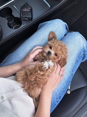 it tap az: Kore poodle xaricdən gelmə ata 1 kilo 500q- Ana 2 kilo — 2