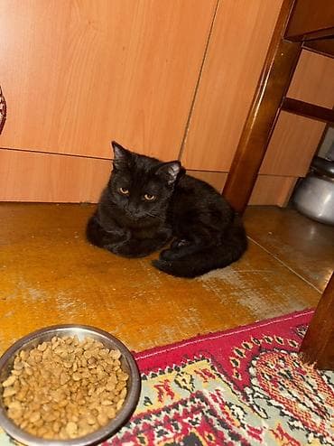 Türk anqora, Dişi, Yaxşı əllərə, Ünvandan götürmə