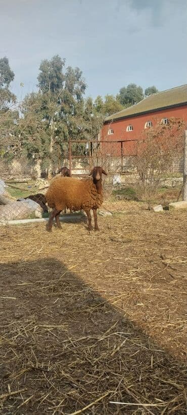 Heyvanlar üçün mallar: Qoyun – yerli cins, qəhvəyi rəngli yunla. Xüsusiyyətlər: - Güclü — 3