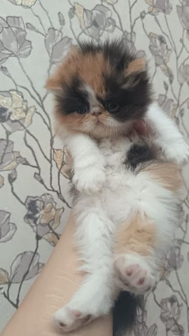 şirin pişikler: Sevimli pişik balaları - Növ: Ev pişiyi (uzun tüklü və qısa tüklü — 5