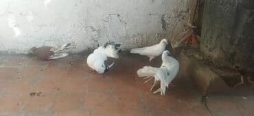 amerika devequsu haqqinda melumat: Salam pavilin satilir Rasiya sortudu,icinde birdene maya are Alman — 5