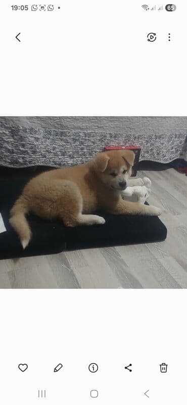 сколько стоит щенок акита ину: Акита-ину, 2 месяца, Самец, С прививками — 3