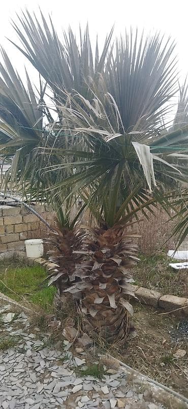 agac tingleri satilir: Palma ağacı satilir ikisi 500 e fikri ciddi olanlar narahat elesin — 2