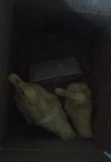 Teciii satılır 4 ordeydi ümumi 2 böyükdən biraz kiçik 2 side 1 I