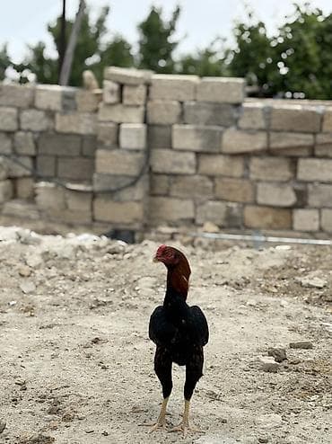 Heyratı xoruz tam sağlamdır ideal formadadır