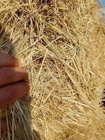 qala cinsi qoyun satilir: Birinci bicim ot — 1