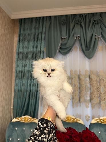 Akvariumlar: Şotland uzun tüklü — 1