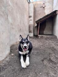 ağ xaski: Xaski, 6 ay, Erkek, Peyvəndli, Ünvandan götürmə — 1