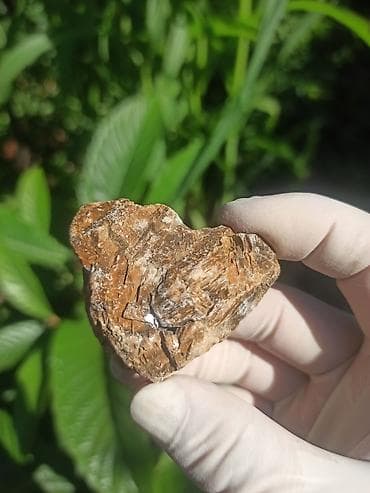 Milyon İllik Tarixi Fosil 💎 Daşlaşmış Ağac ( Petrified Wood ) 🪵 ✨ Bu — 7