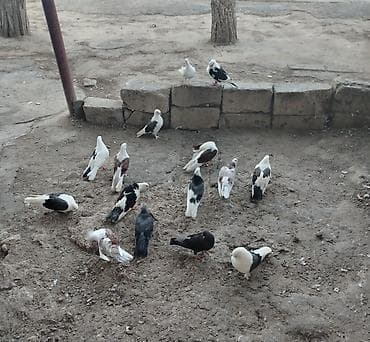 Quşlar satılır cemi 16denedir minum qiymət 200 azn dir ciddi musteri — 4