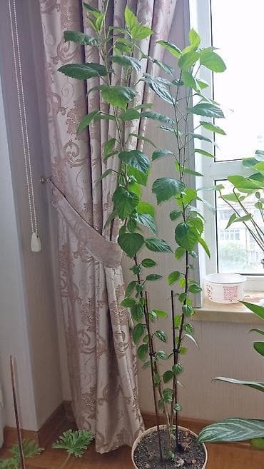 Kitayski roza' gülüdürqramafon tipli gül açır. Oksigenlə doludur. Otaq