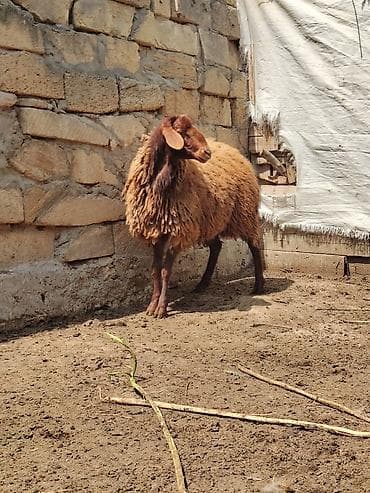 mal qoyun: Erkək, Qala, il: 1, 55 kq — 3