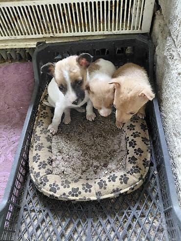 balaca tuklu itler: Çixuahua, 2 ay, Dişi, Peyvəndli — 3