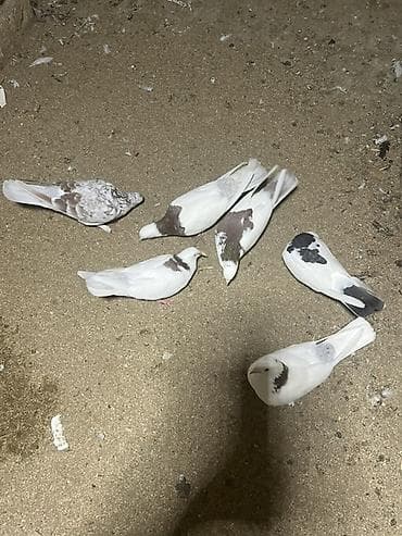 drakon göyərçin: Heyvanlar Satılır İsdeyen Olsa 7/24 Cvb verilir İ — 2