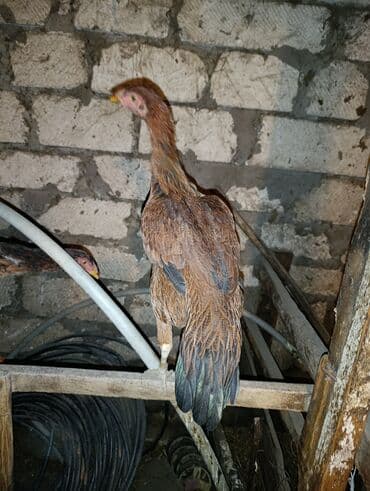 Xoruz, il: 1, Ödənişli çatdırılma