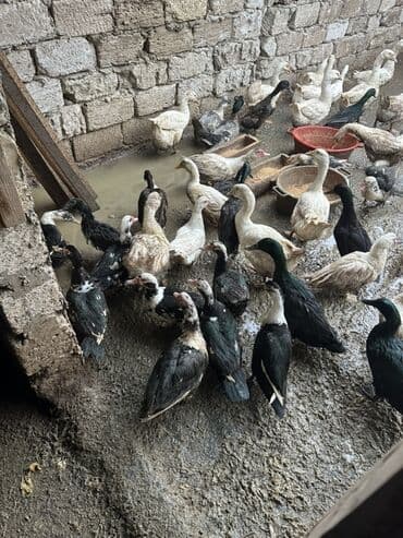 Gəmiricilər: Satılır: ordek qaz 11 pekin -12 m 13 qaz -30 m 17 lal -18 m 6 — 2