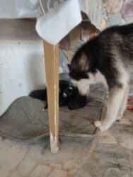 Gəmiricilər: Xaski, Erkek — 4