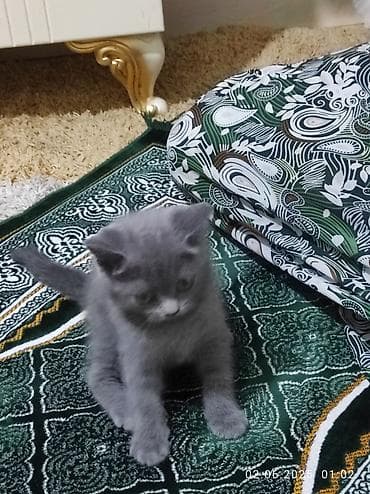 it qiz seksi: Biritan dişi 1 yaşı var cox aqilli pisikdir — 6