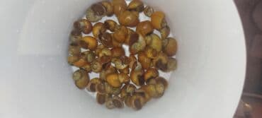 dib balıqları: Мирные — 4