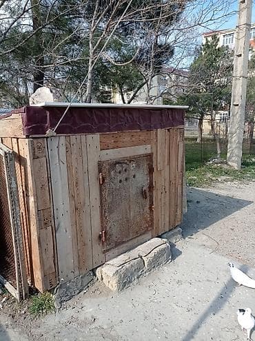Quşxana satılır içinin xanələri səliqəlidir 90 dənə xanəsi var lalafo.az -da Quşxana satılır içinin xanələri səliqəlidir 90 dənə xanəsi var