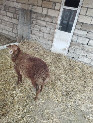 Gəmiricilər: Hər ikisi cins quzlaridir iksdə dişdir 5-6 aylıq quzlardir qiyməti — 18