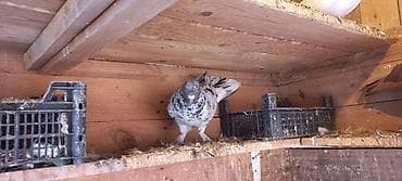 Erkeydi 20 manata 18 tuk