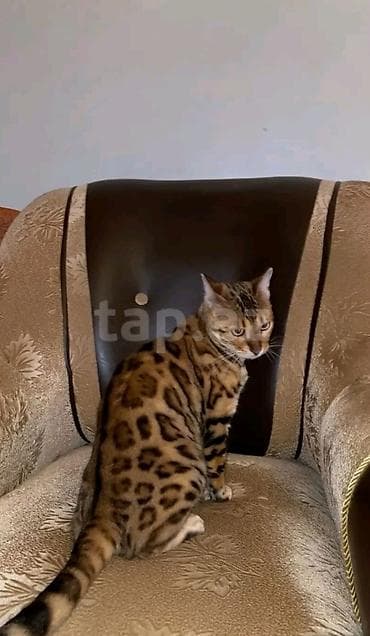 Кошки: Золотая шиншилла — 1