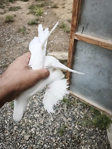 qus xana: Oynaq quşdu iri lələkli sağlam isdəyən olsa əlaqə saxlasın — 3