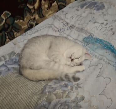 xarici pişik adları: 50 ile 250 arasi cins saf qan pisiklerimiz var( Silver sinsila temiz — 27