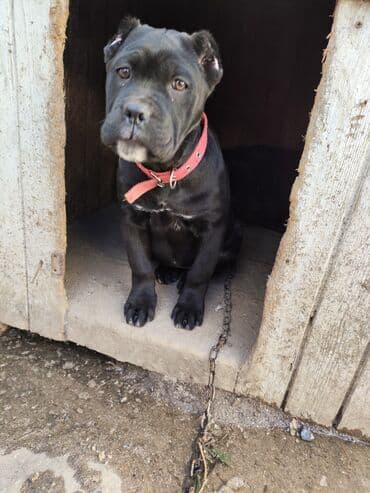 Kane-Korso, 3 ay, Dişi, Ünvandan götürmə, Pulsuz çatdırılma, Ödənişli çatdırılma