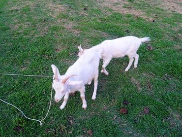 chihuahua qiymeti: Dişi, il: 2, Südlük — 5