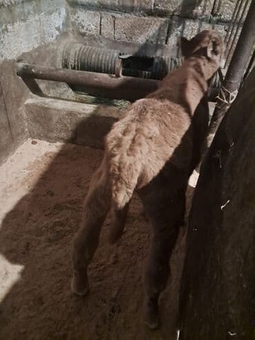 Akvariumlar: Dana, buzov, Erkək, Simental, ay: 5, Damazlıq — 3