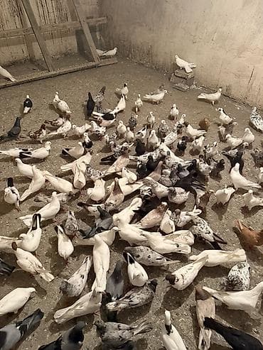 heyvan bazari: Salam quşların içində 80 % super seçilmiş heyvanlardı 175 ədəd — 1