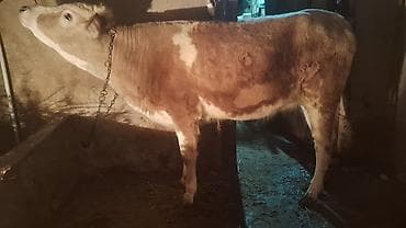 it yem: Satışda: kənd təsərrüfatı heyvanı – dana/inek (simmental tipli) — 7