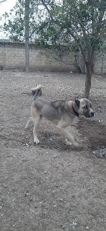 it heyvan: Kanqal, 10 ay, Erkek — 6