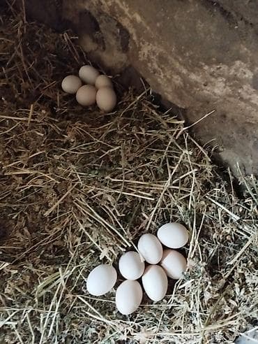 Həyət yumurtası satilir optum gunə 100-130 arasi istəyən əlaqə