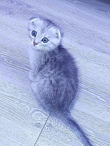 lələkli heyvanlar: Ata şınşıla ana Britsh shorthairdi 2 aylıq balalar, südden — 3